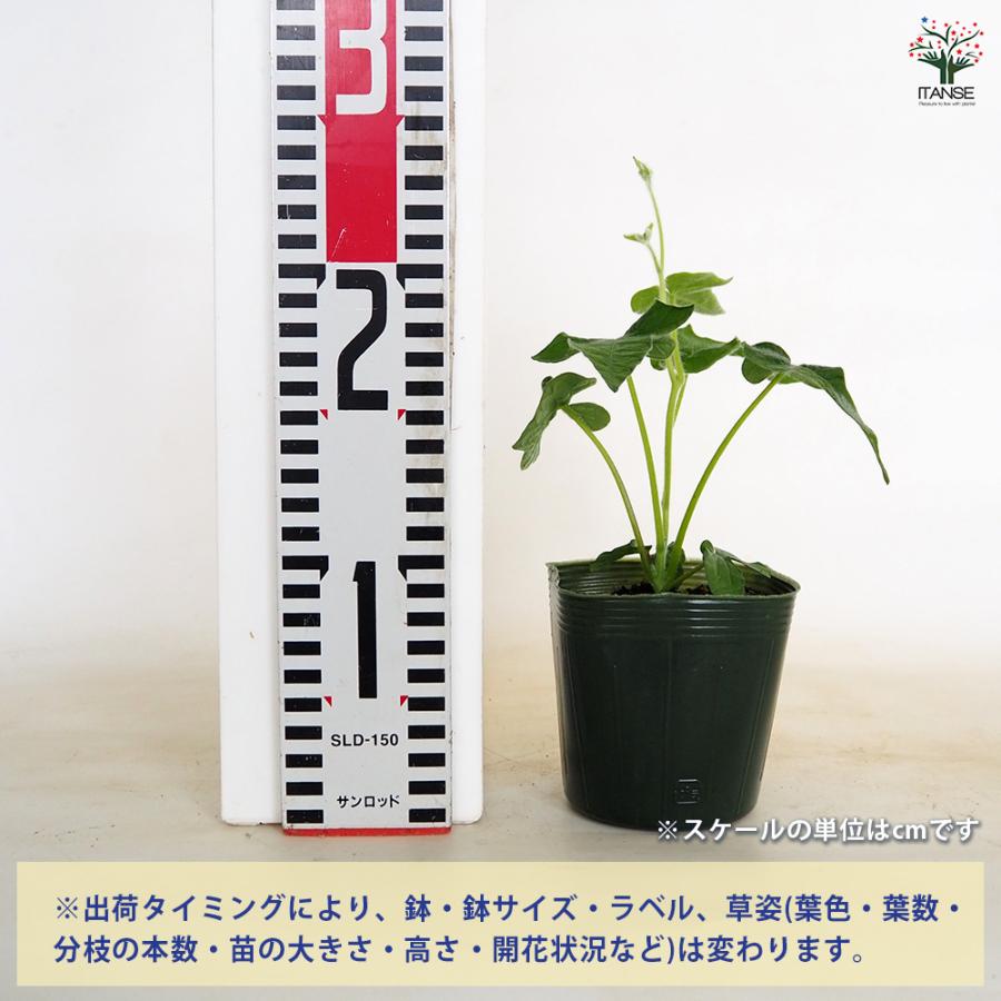 朝顔(アサガオ) かざぐるまシリーズ 弥七 花苗 3.5号/1個売り 朝顔