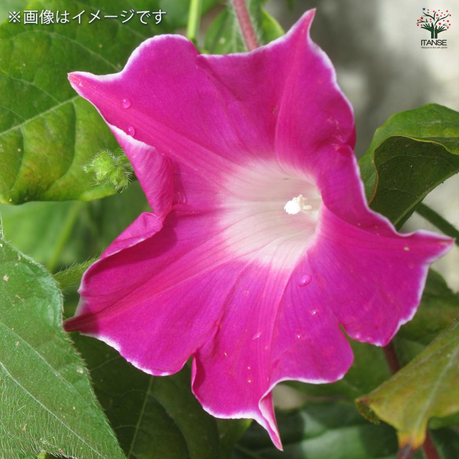 朝顔(アサガオ) かざぐるまシリーズ 弥七 花苗 3.5号/1個売り 朝顔
