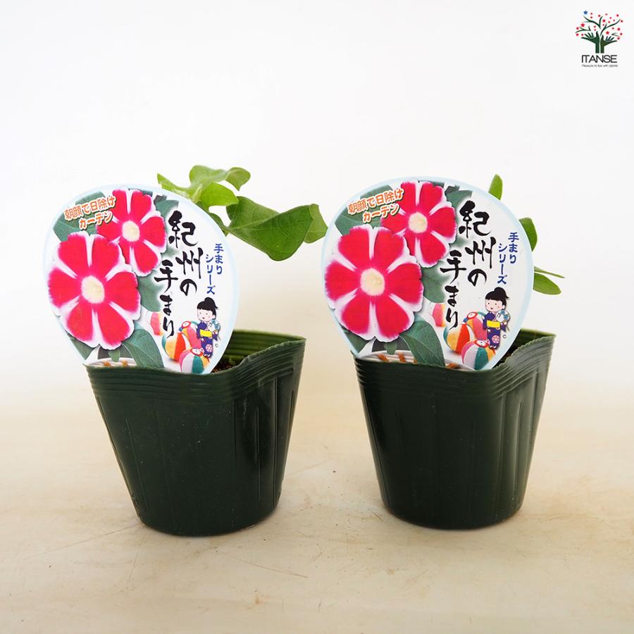 朝顔(アサガオ) 手まりシリーズ 紀州の手まり 花苗 3.5号/お買い得2個