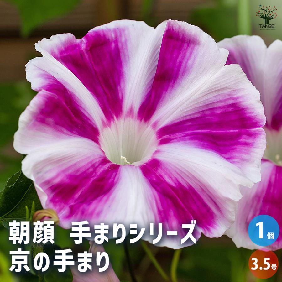 朝顔(アサガオ) 手まりシリーズ 京の手まり 花苗 3.5号/1個売り 朝顔
