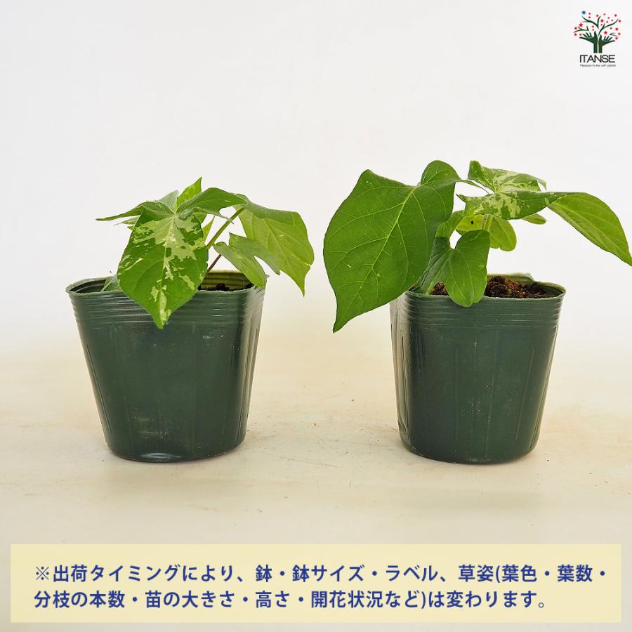 朝顔(アサガオ) 手まりシリーズ 京の手まり 花苗 3.5号/1個売り 朝顔
