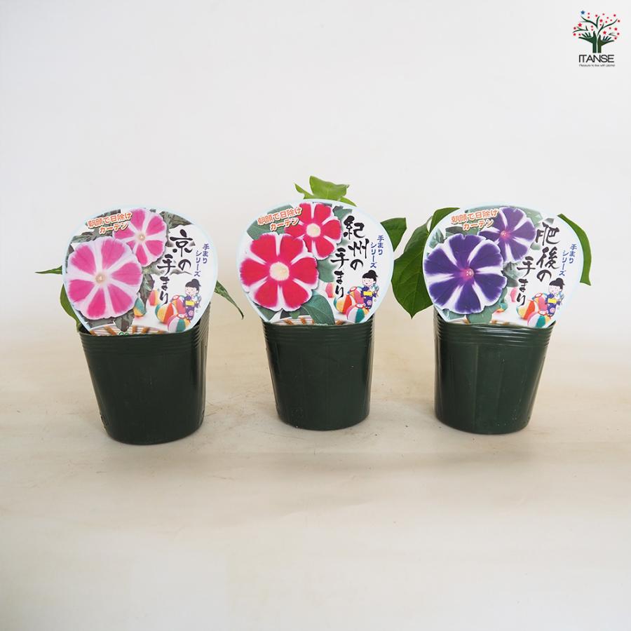 朝顔(アサガオ) 手まりシリーズ 京の手まり 花苗 3.5号/1個売り 朝顔