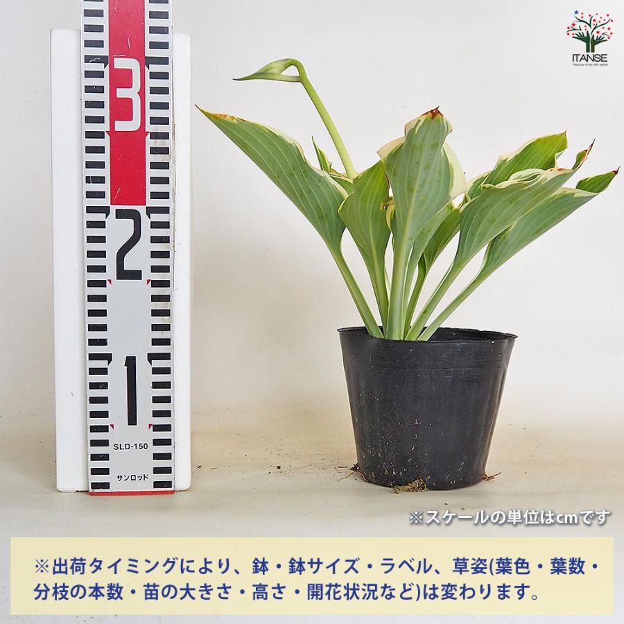 ホスタ(ギボウシ) 寒河江(サガエ) 花木苗 4.5号/1個売り 花苗 宿根草