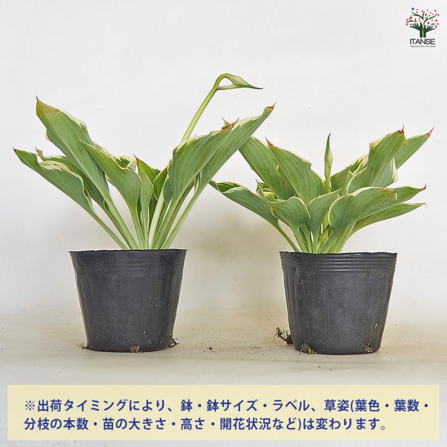 ホスタ(ギボウシ) 寒河江(サガエ) 花木苗 4.5号/1個売り 花苗 宿根草