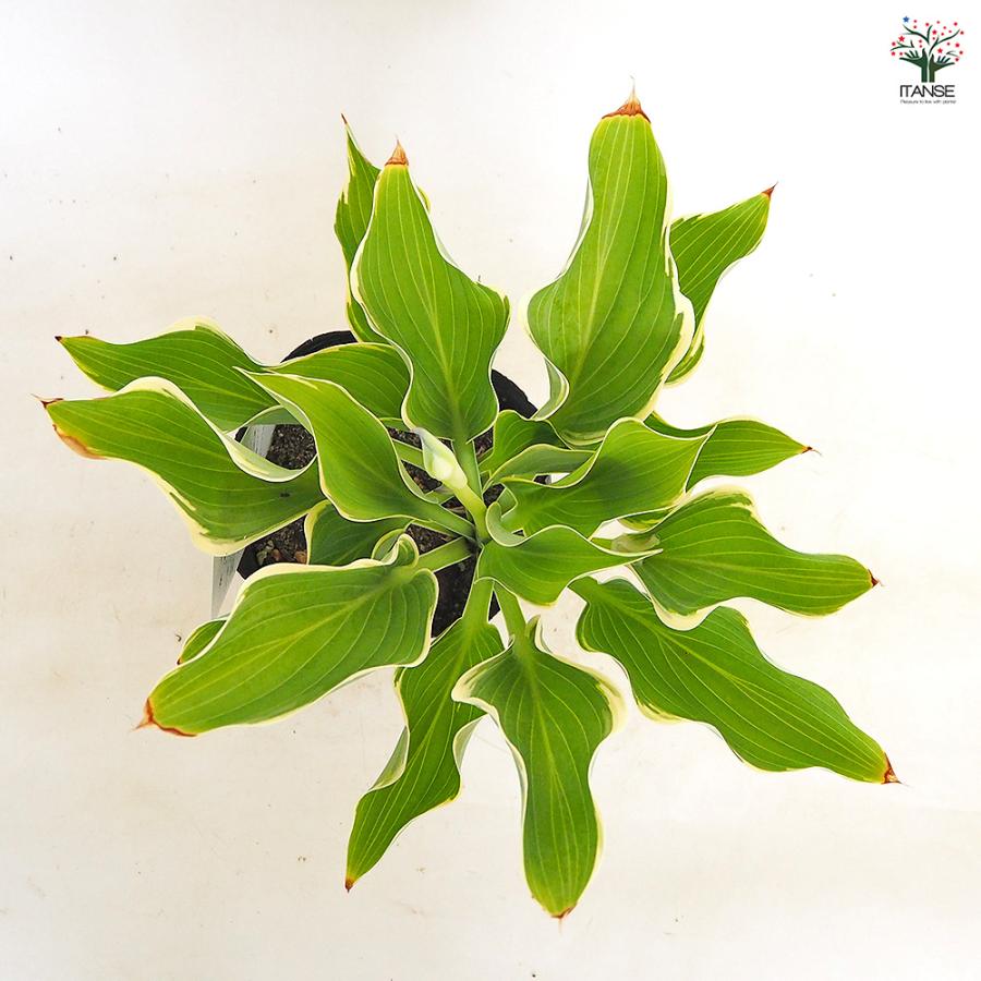 ホスタ(ギボウシ) 寒河江(サガエ) 花木苗 4.5号/1個売り 花苗 宿根草