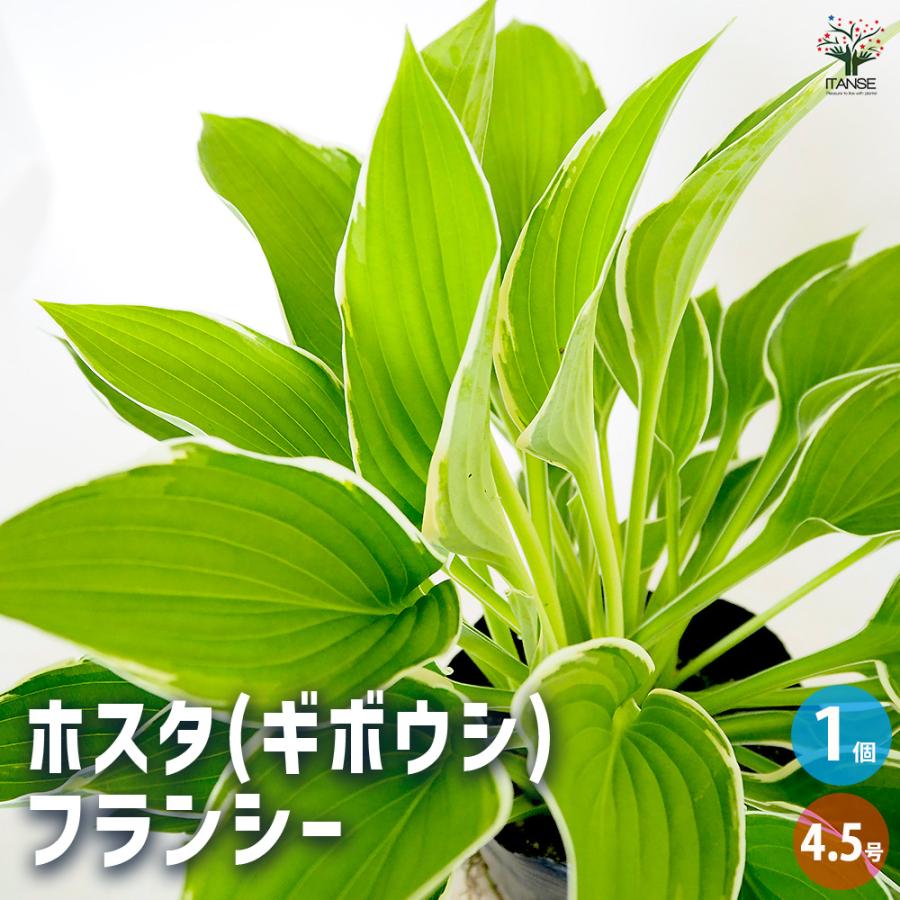 ホスタ(ギボウシ) フランシー 花木苗 4.5号/1個売り 花苗 宿根草 庭園