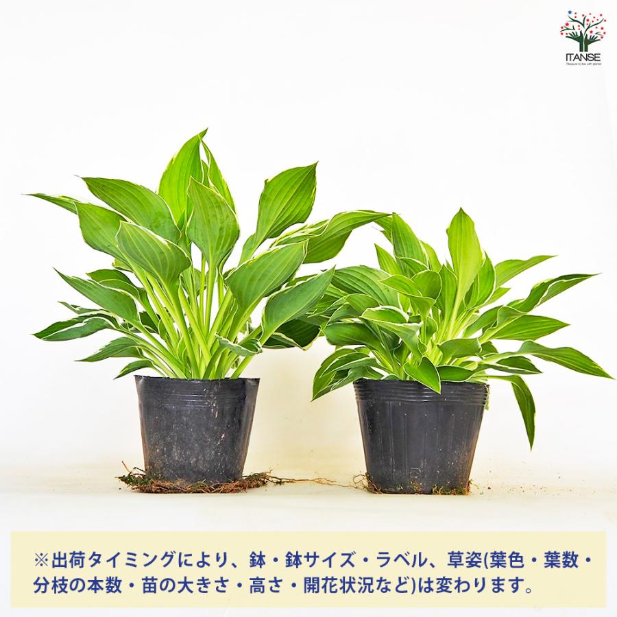 ホスタ(ギボウシ) フランシー 花木苗 4.5号/1個売り 花苗 宿根草 庭園
