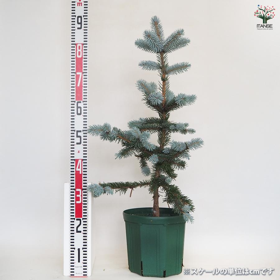 ピセア プンゲンス ホプシー 花木苗 8号/1個売り 植木の苗 植木苗