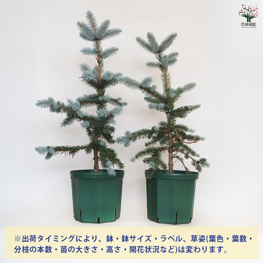 ピセア プンゲンス ホプシー 花木苗 8号/1個売り 植木の苗 植木苗
