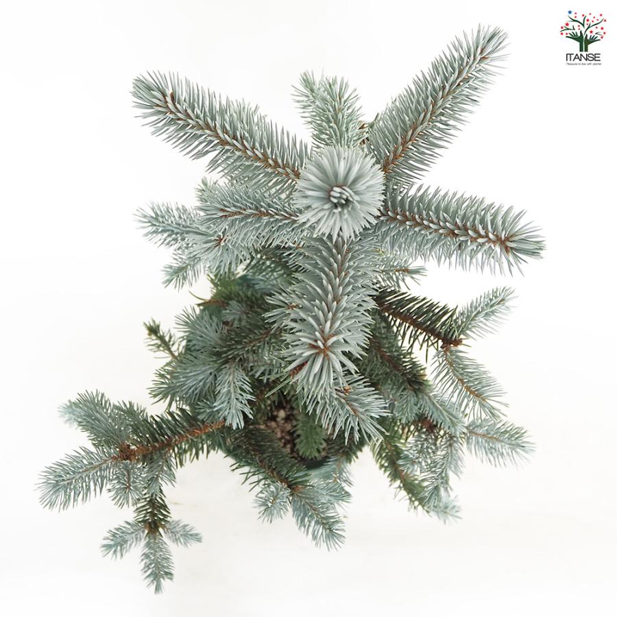 ピセア プンゲンス ホプシー 花木苗 8号/1個売り 植木の苗 植木苗