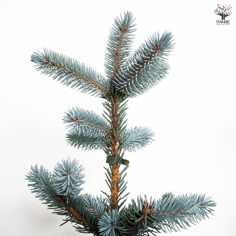 ピセア プンゲンス ホプシー 花木苗 8号/1個売り 植木の苗 植木苗