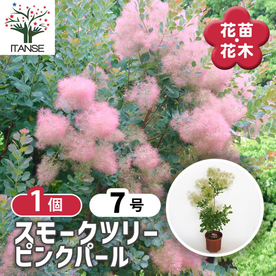 スモークツリー ピンクパール 花木苗 7号/1個売り 煙の木 ケムリノキ