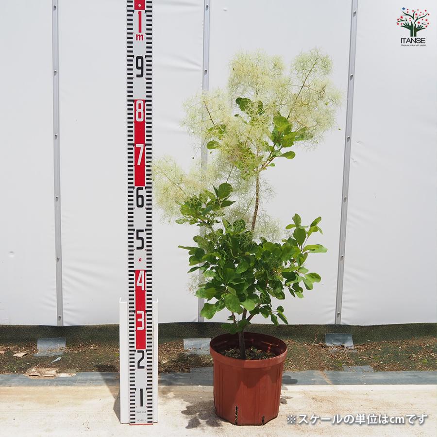 スモークツリー ピンクパール 花木苗 7号/1個売り 煙の木 ケムリノキ
