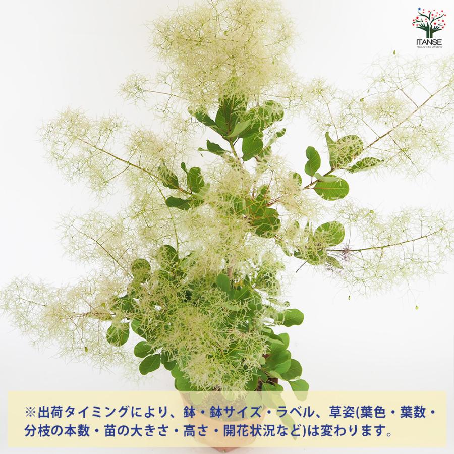 スモークツリー ピンクパール 花木苗 7号/1個売り 煙の木 ケムリノキ