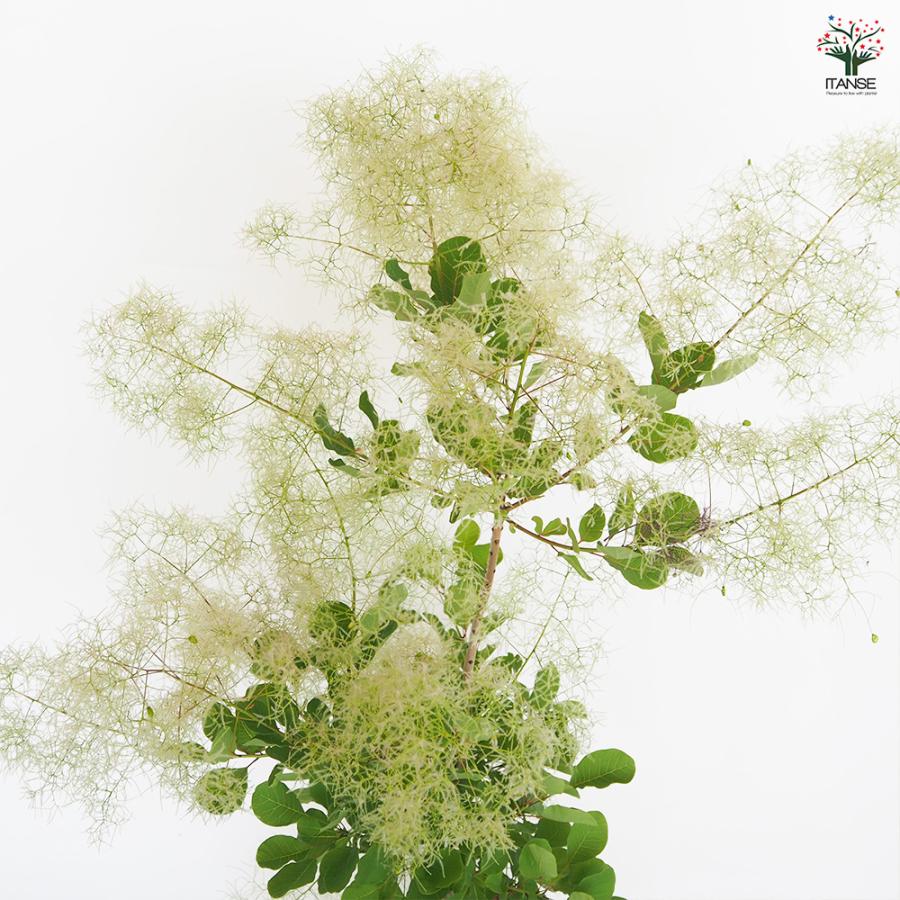 スモークツリー ピンクパール 花木苗 7号/1個売り 煙の木 ケムリノキ