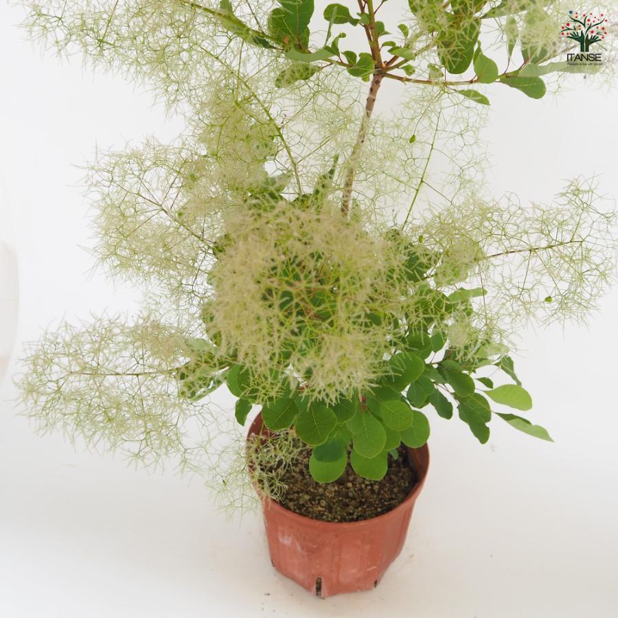 スモークツリー ピンクパール 花木苗 7号/1個売り 煙の木 ケムリノキ