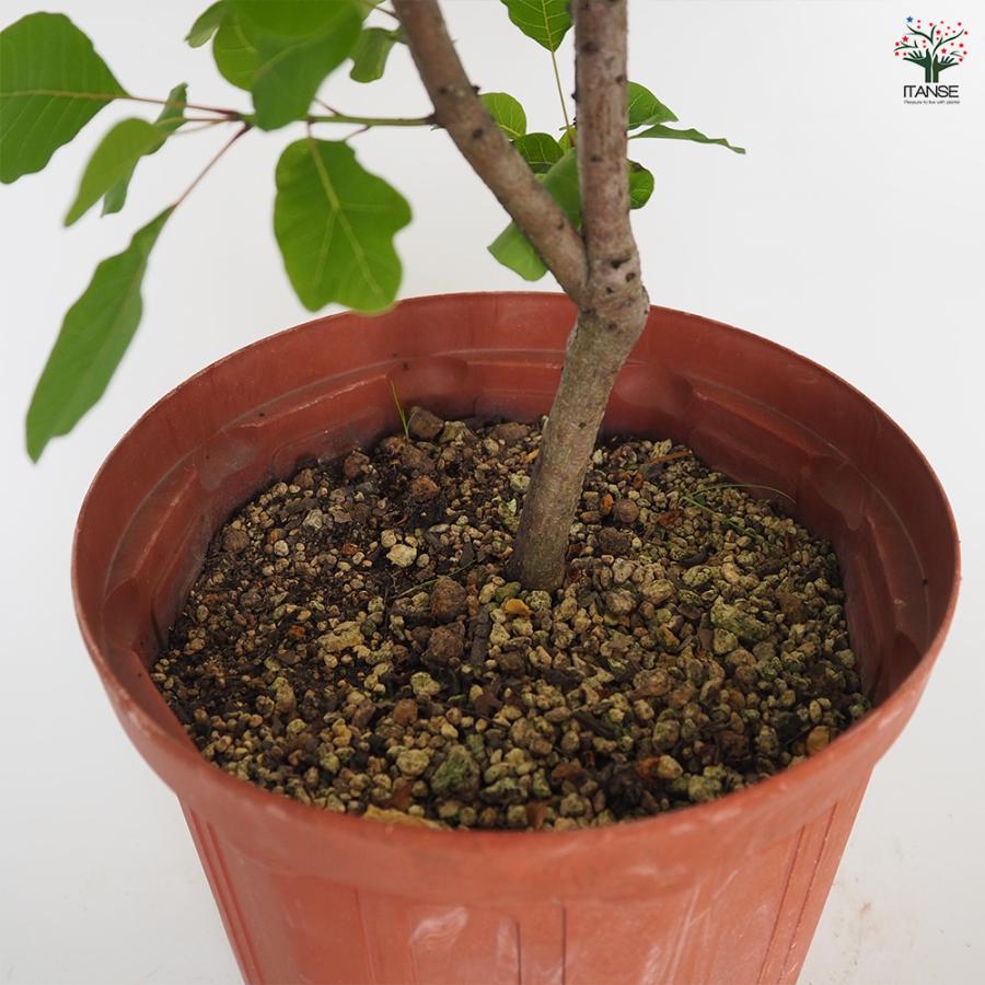 スモークツリー ピンクパール 花木苗 7号/1個売り 煙の木 ケムリノキ