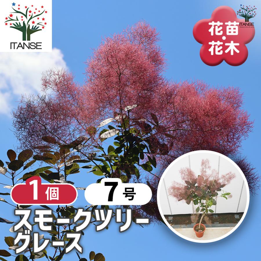 スモークツリー　グレース　雌株　煙の木　苗木　花木　62 スモークツリー グレース 花木苗 7号/1個売り 煙の木 ケムリノキ