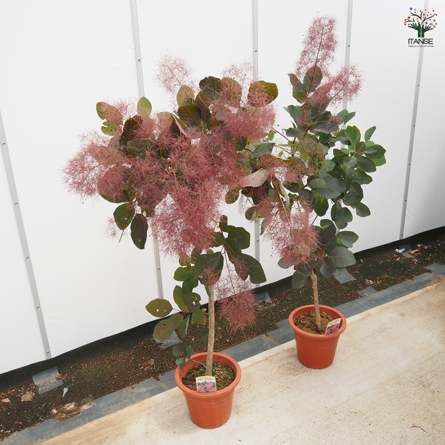 スモークツリー グレース 花木苗 7号/1個売り 煙の木 ケムリノキ