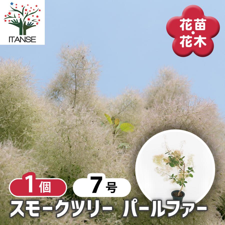 スモークツリー パールファー 花木苗 7号/1個売り 煙の木 ケムリノキ