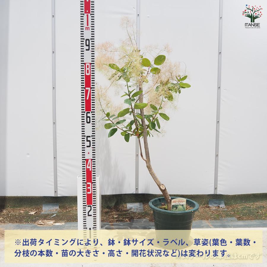 スモークツリー パールファー 花木苗 7号/1個売り 煙の木 ケムリノキ