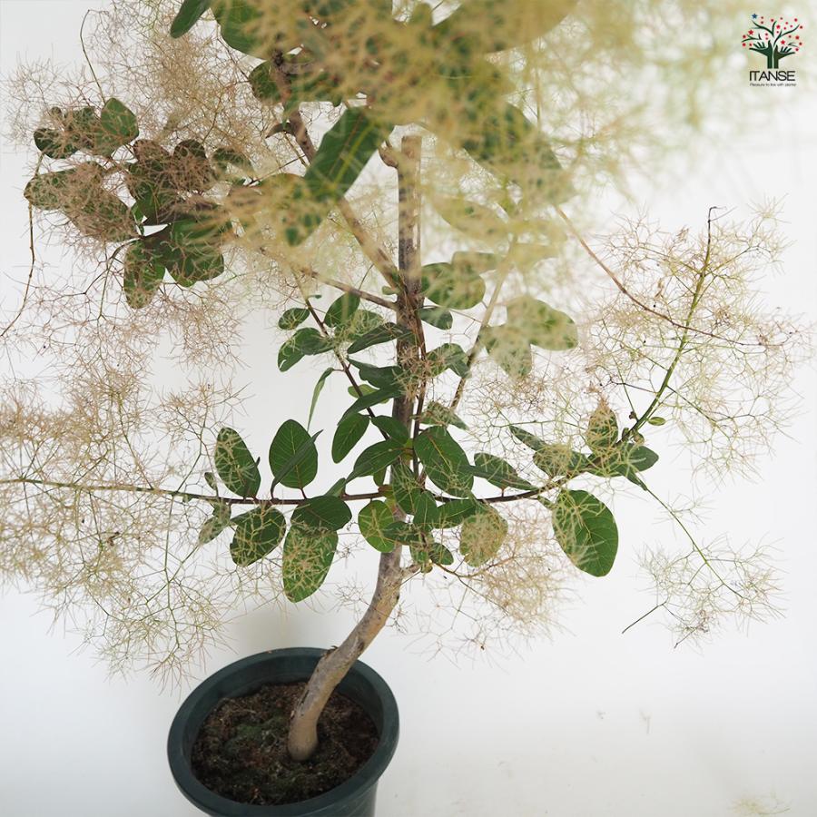 スモークツリー パールファー 花木苗 7号/1個売り 煙の木 ケムリノキ