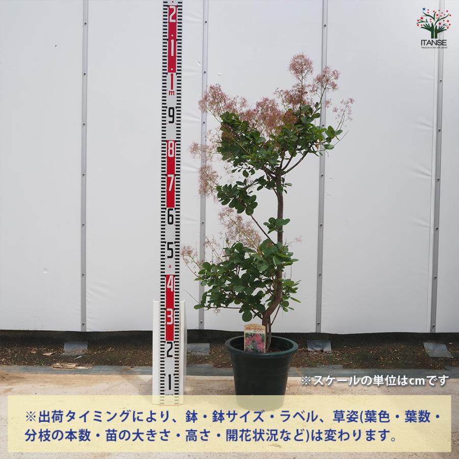 スモークツリー苗 ルビーハート 現品発送 ７号鉢 ケムリノキ 来季用 スモークツリー ルビーハート 花木苗 7号/1個売り 煙の木 ケムリノキ