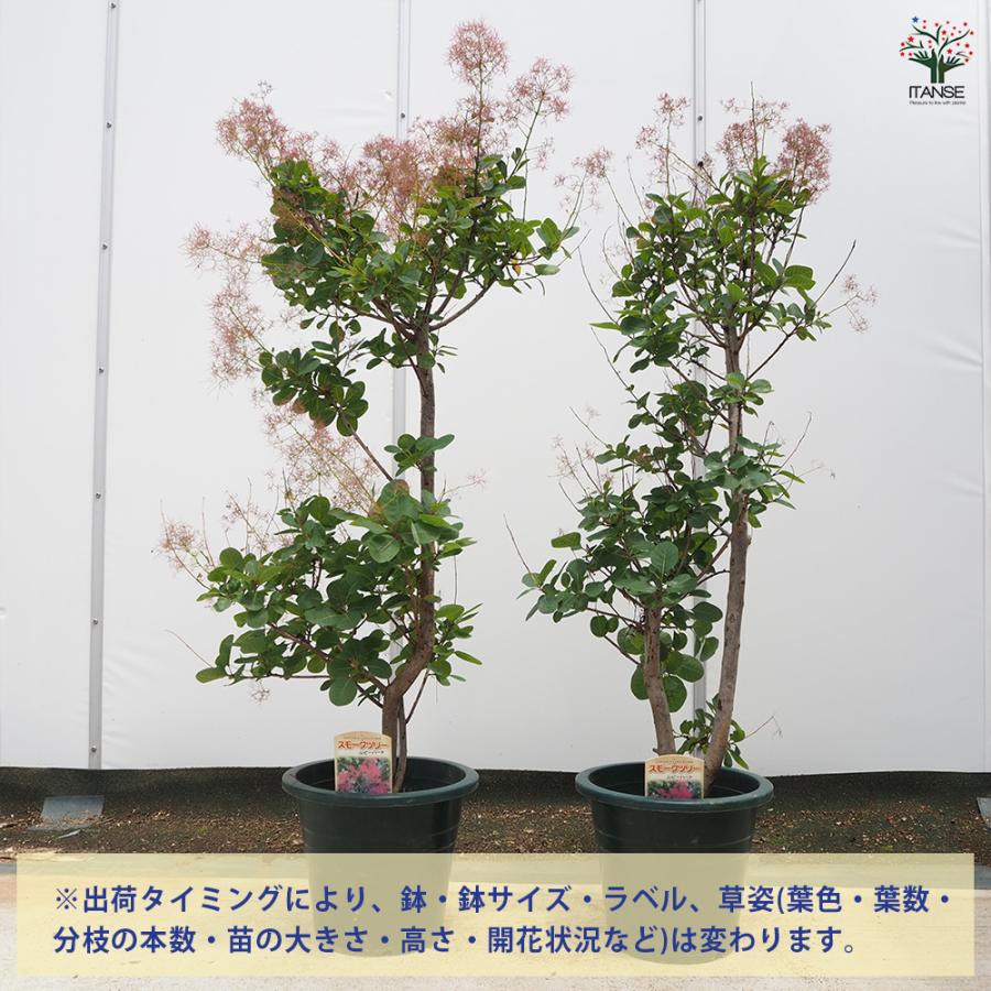 スモークツリー ルビーハート 花木苗 7号/1個売り 煙の木 ケムリノキ