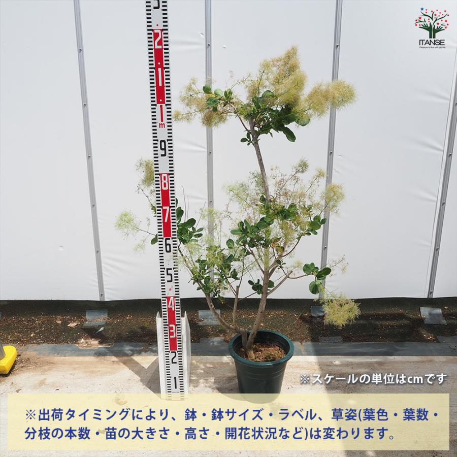 スモークツリー グリーンボール 花木苗 7号/1個売り 煙の木 ケムリノキ