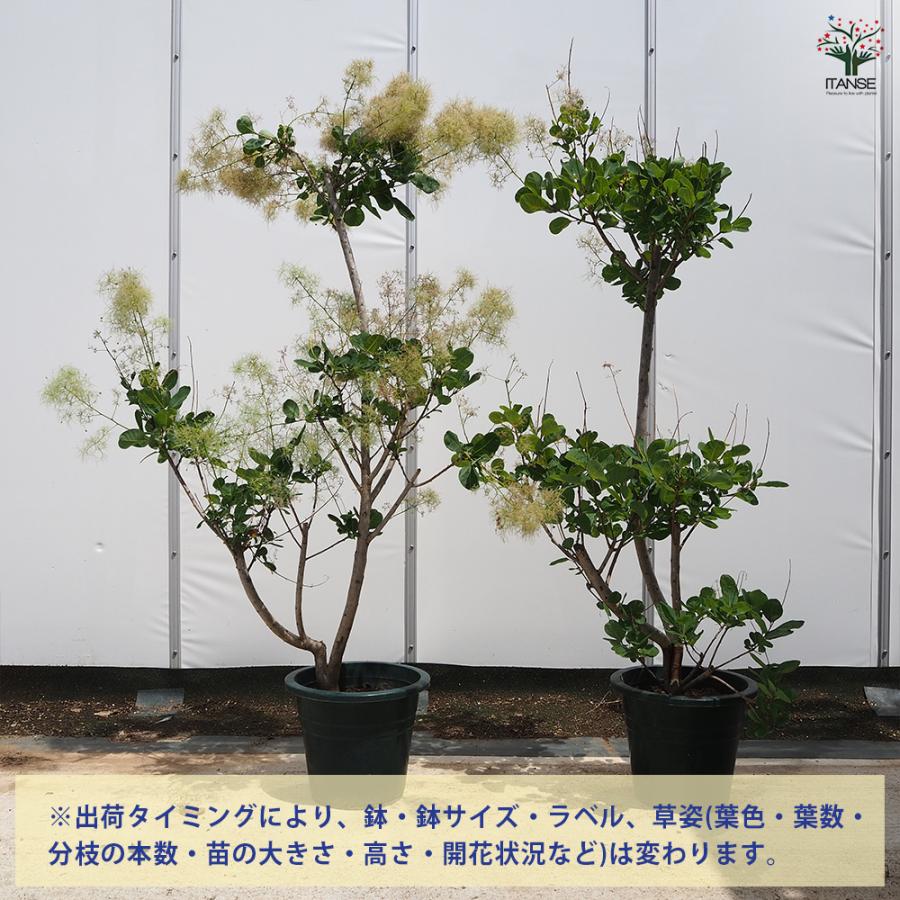 スモークツリー グリーンボール 花木苗 7号/1個売り 煙の木 ケムリノキ