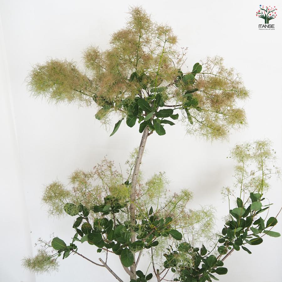 スモークツリー グリーンボール 花木苗 7号/1個売り 煙の木 ケムリノキ