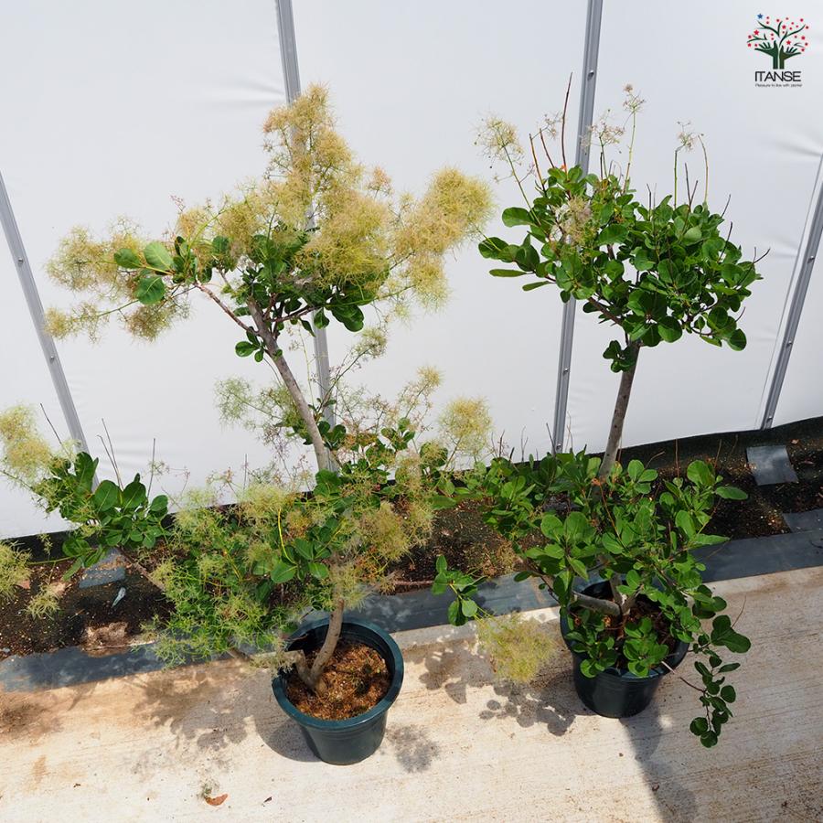 スモークツリー グリーンボール 花木苗 7号/1個売り 煙の木 ケムリノキ