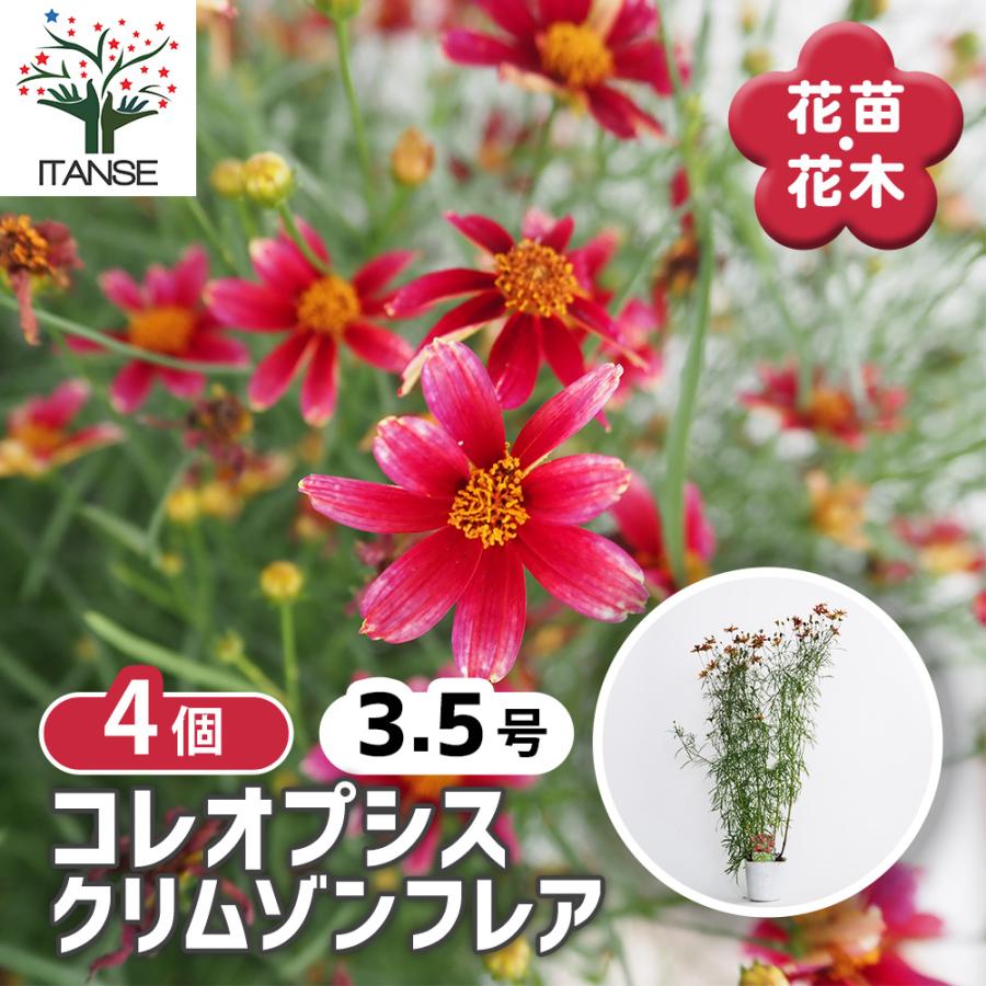 コレオプシス クリムゾンフレア 花苗 3.5号/お買い得4個セット