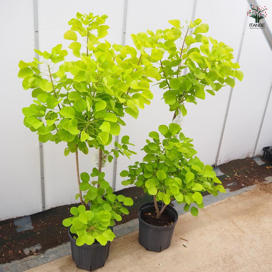 スモークツリー ゴールデンスピリット 花木苗 8号/1個売り 煙の木