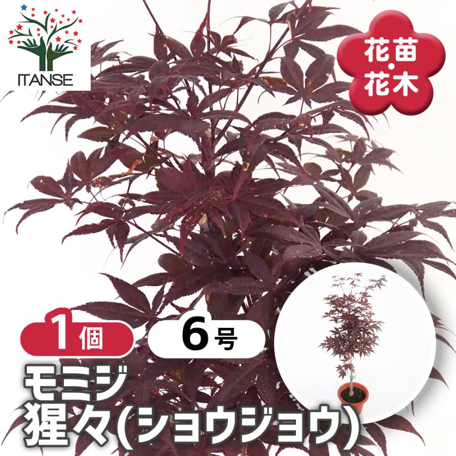 モミジ(カエデ)の苗木 猩々(ショウジョウ) 花木苗 6号/1個売り 庭木の