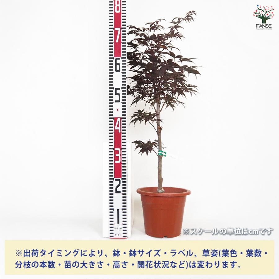 モミジ(カエデ)の苗木 猩々(ショウジョウ) 花木苗 6号/1個売り 庭木の