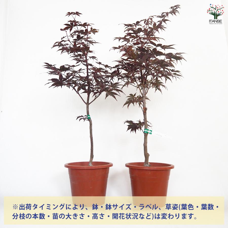 モミジ(カエデ)の苗木 猩々(ショウジョウ) 花木苗 6号/1個売り 庭木の