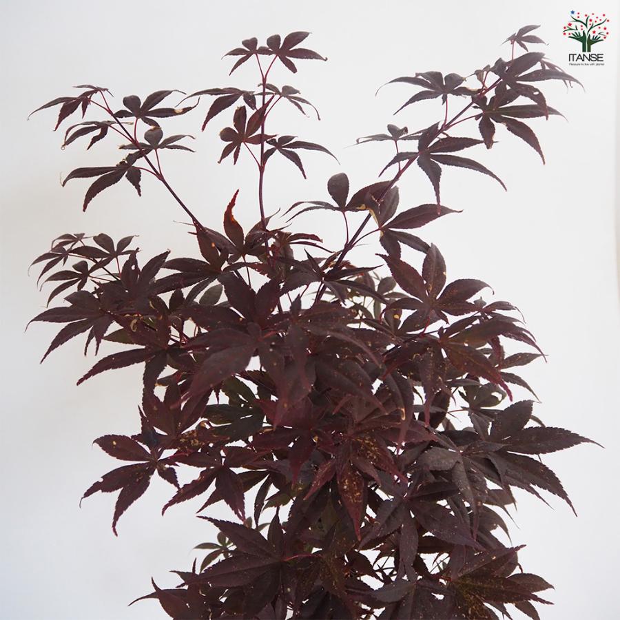 モミジ(カエデ)の苗木 猩々(ショウジョウ) 花木苗 6号/1個売り 庭木の