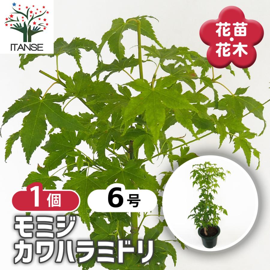 モミジ(カエデ)の苗木 カワハラミドリ 花木苗 6号/1個売り 庭木の苗