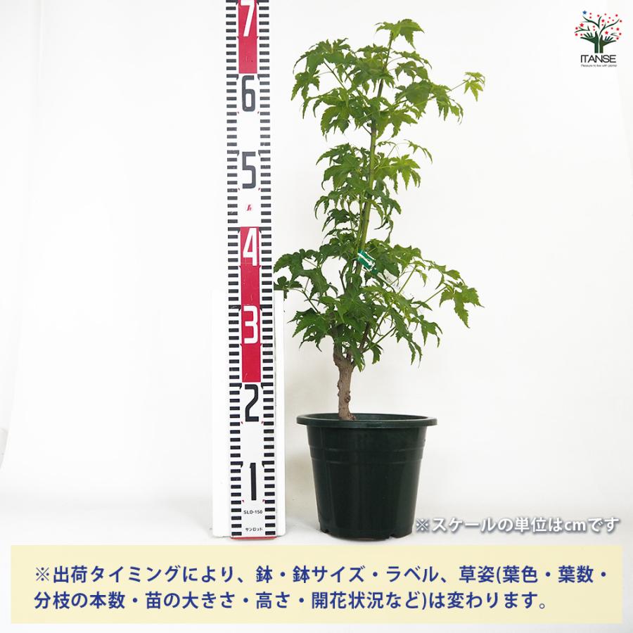 モミジ(カエデ)の苗木 カワハラミドリ 花木苗 6号/1個売り 庭木の苗