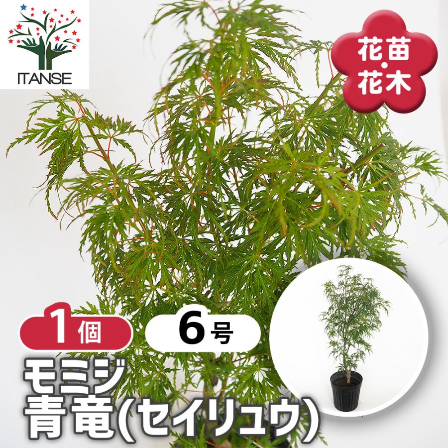 モミジ(カエデ)の苗木 青竜(セイリュウ) 花木苗 6号/1個売り 庭木の苗