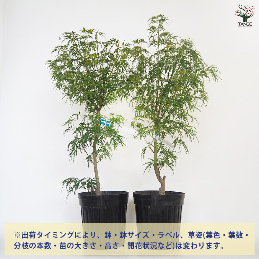 モミジ(カエデ)の苗木 青竜(セイリュウ) 花木苗 6号/1個売り 庭木の苗