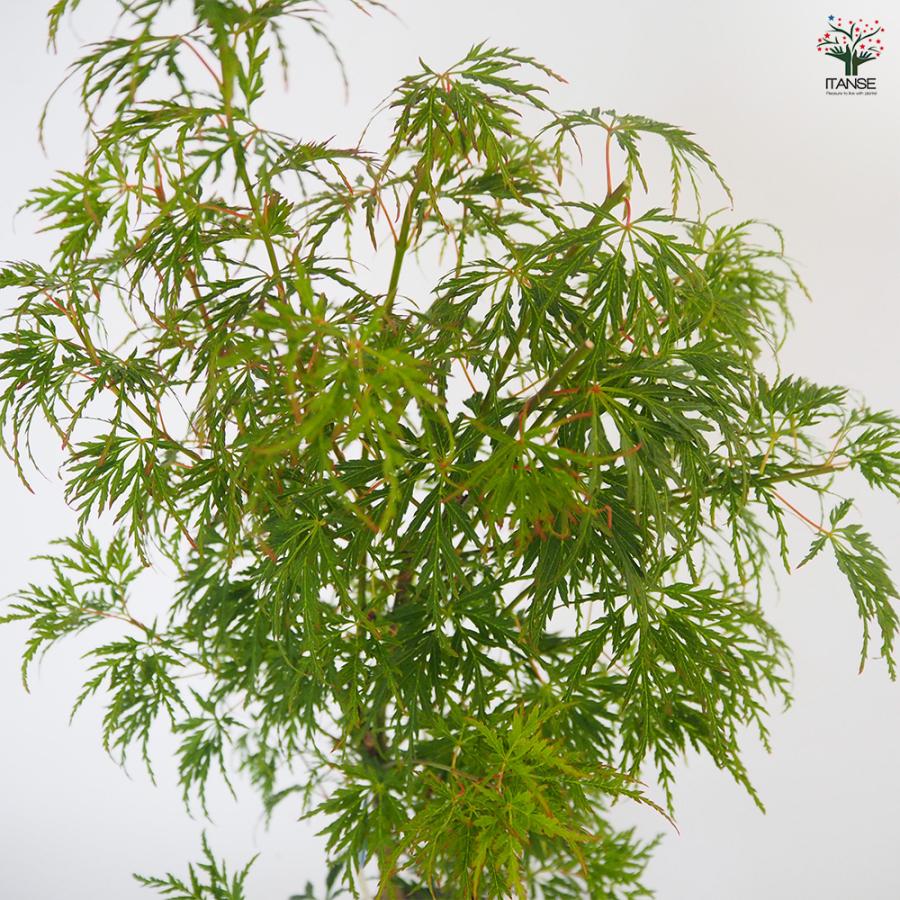 モミジ(カエデ)の苗木 青竜(セイリュウ) 花木苗 6号/1個売り 庭木の苗