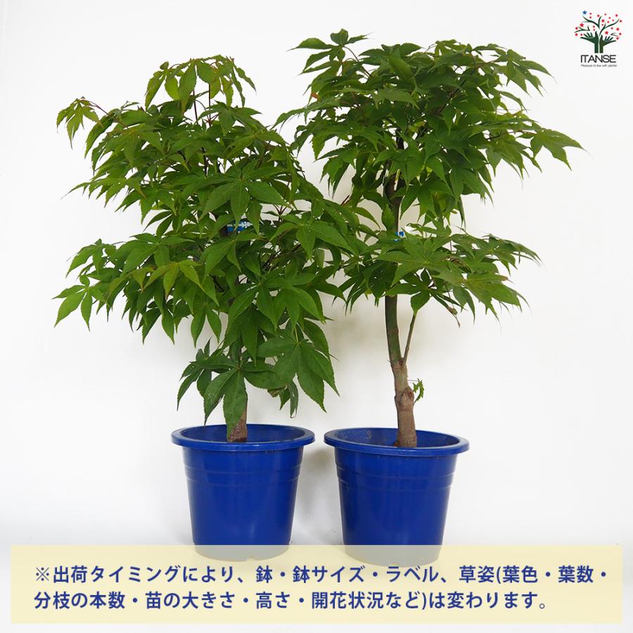 モミジ(カエデ)の苗木 大盃(オオサカズキ) 花木苗 6号/1個売り 庭木の
