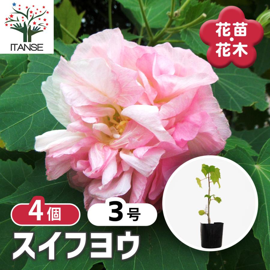 スイフヨウ 花苗 3号/お買い得4個セット すいふよう 酔芙蓉