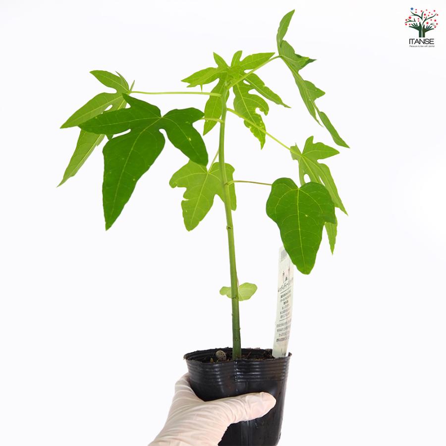 スイフヨウ 花苗 3号/お買い得4個セット すいふよう 酔芙蓉 フヨウ 七