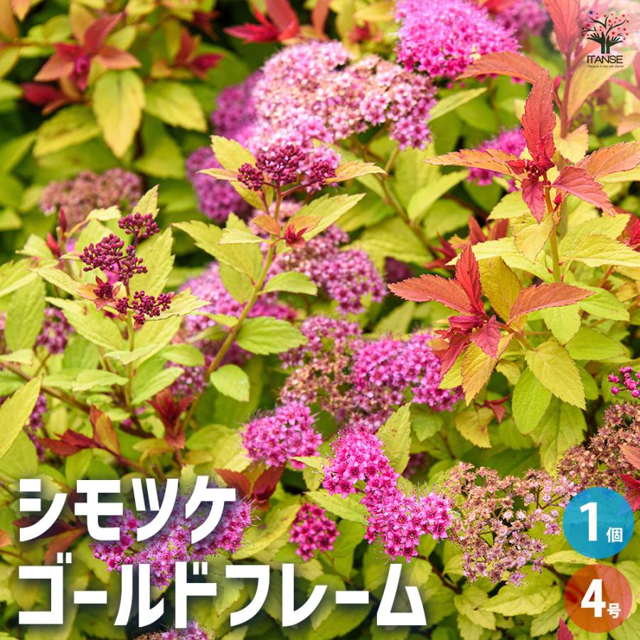 シモツケ ゴールドフレーム 花木苗 4号/1個売り スピレア スピラエア