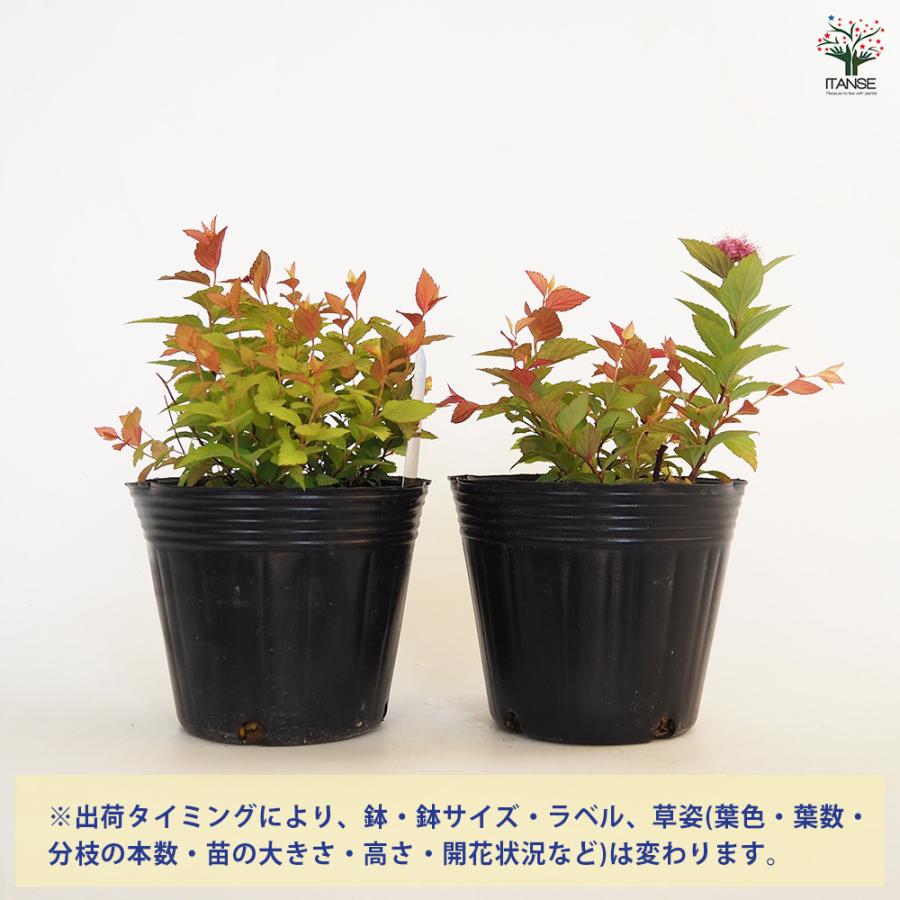シモツケ ゴールドフレーム 花木苗 4号/1個売り スピレア スピラエア