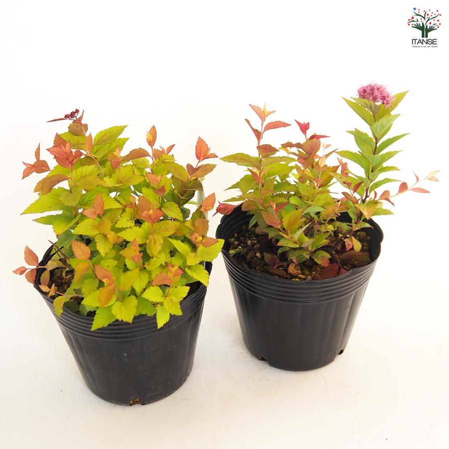 シモツケ ゴールドフレーム 花木苗 4号/お買い得2個セット スピレア
