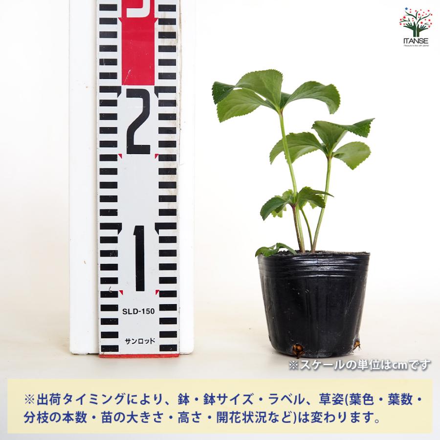 クリスマスローズ ダブル咲きMIX 花苗 3号/お買い得3個セット